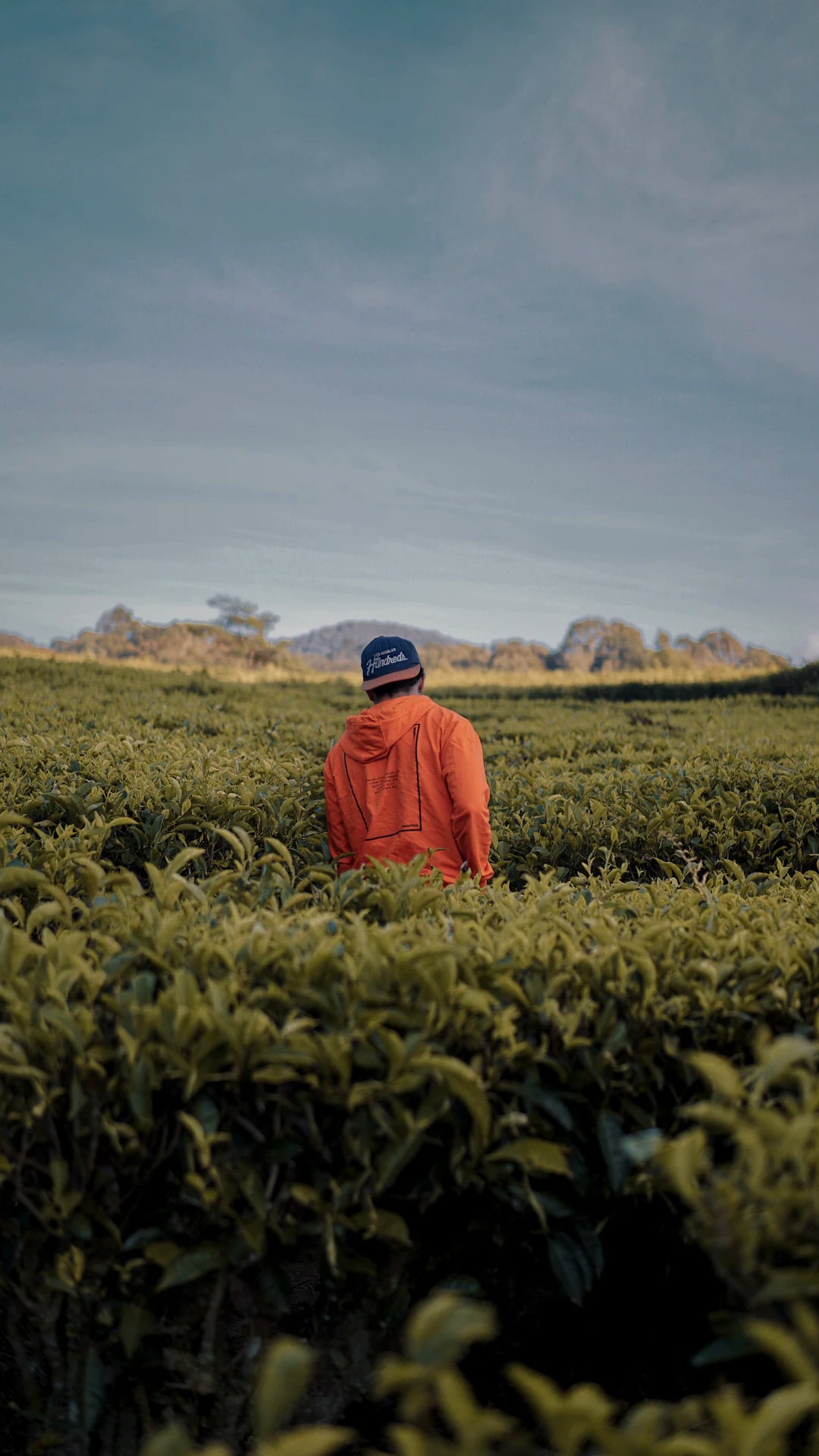 The Green Smoke: Understanding the Environmental Impact of Tobacco Production for Pipe Smokers